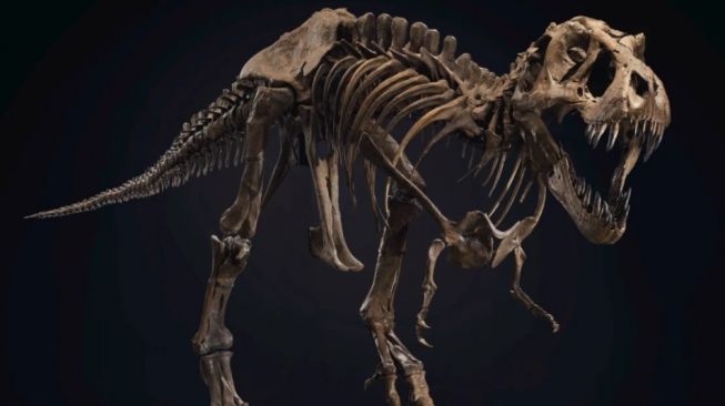 Fosil T-Rex, Stan dilelang. [christies]
