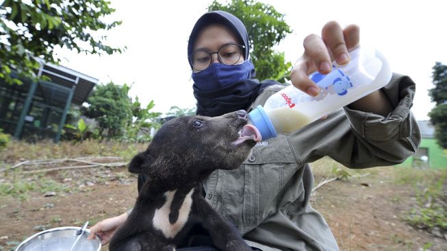 Petugas merawat anak beruang madu (Helarctos malayanus) yang dititipkan di Tempat Penyelamatan Satwa (TPS) BKSDA Jambi, Jambi, Senin (12/10/2020). [ANTARA FOTO/Wahdi Septiawan]
