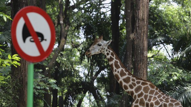 Seekor jerapah berada di kandangnya di Taman Margasatwa Ragunan, Jakarta, Selasa (13/10/2020). [Suara.com/Angga Budhiyanto]