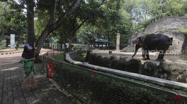 Petugas membersihkan sampah di dekat kandang gajah di Taman Margasatwa Ragunan, Jakarta, Selasa (13/10/2020). [Suara.com/Angga Budhiyanto]