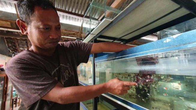 Ismayadi bersama dengan koleksi ikan-ikan hias di rumahnya Kadisoro, Gilangharjo, Pandak, Bantul, Sabtu (10/10/2020). - (SuaraJogja.id/Hiskia Andika)