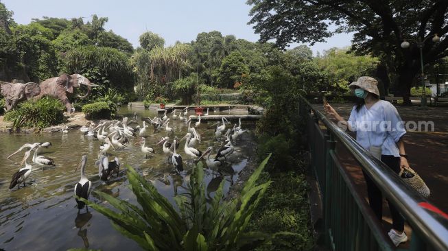 Pengunjung mengamati burung Pelikan di Taman Margasatwa Ragunan, Jakarta, Selasa (13/10/2020). [Suara.com/Angga Budhiyanto]