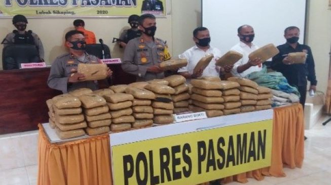 Polres Pasaman Gagalkan Penyelundupan 100 Paket Ganja dari Sumut