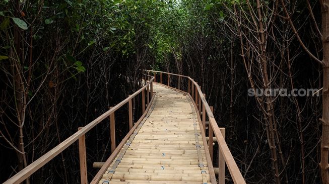  Jogging track di kawasan hutan mangrove Tambak Rejo, Kota Semarang, Sabtu (10/10/2020). (Suara.com/Budi Arista Romadhoni)