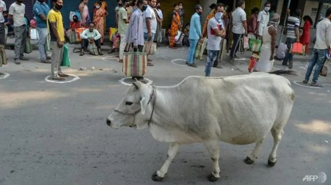 India Klaim Chip Isi Kotoran Sapi Bisa Menghalau Radiasi Ponsel