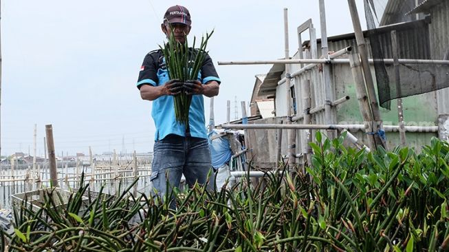 Kelompok Peduli Lingkungan CAMAR menyiapkan bibit mangrove di Tambak Rejo, Kota Semarang, Sabtu (10/10/2020). (Suara.com/Budi Arista Romadhoni)