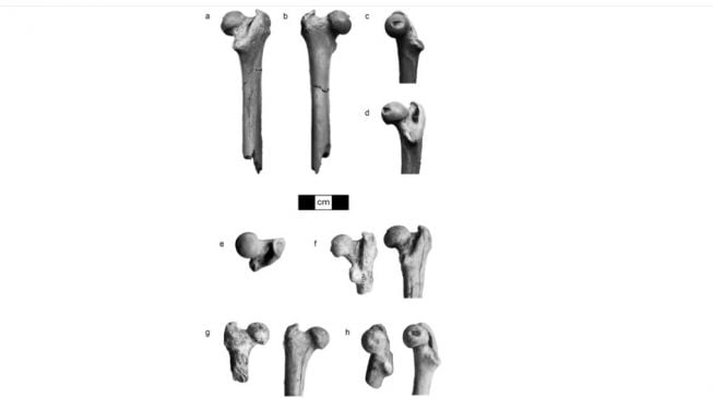 Fosil monyet tertua di Asia. [Journal of Human Evolution]