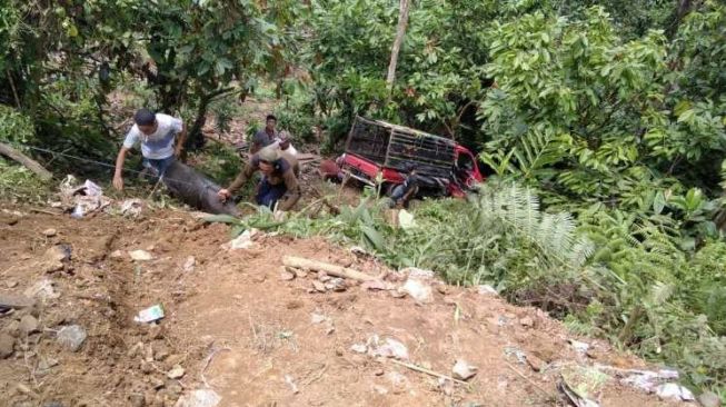 Hilang Kendali, Pick Up Bermuatan Puluhan Ekor Babi, Terjun ke Jurang