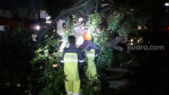 Hujan Angin di Bogor, Pohon Tumbang Timpa Pedagang Hingga Kritis