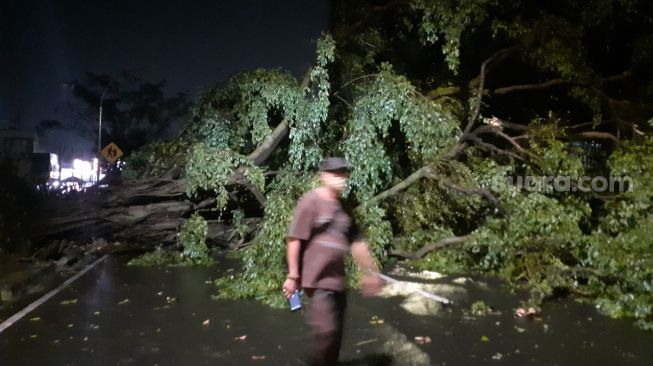 Tiga pohon besar tumbang di Jalan Raya Pahlawan Bogor, Jawa Barat, Kamis (15/10/2020). [Suara.com/Andi Ahmad Sulaendi].