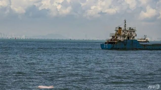 Lumba-lumba pink langka terlihat berenang di delta sungai Pearl, Hong Kong. (AFP/Daniel Sorabji)