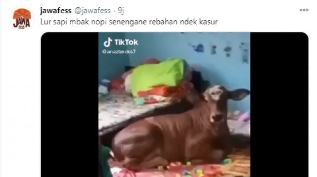 Heboh, Sapi Milik Mba Nopi Ini Masuk Kamar dan Rebahan di Atas Kasur