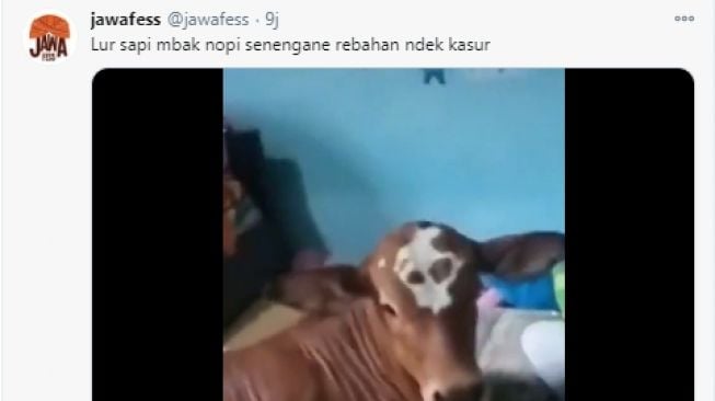 Video sapi yang rebahan di kasur tuannya. - (Twitter/@jawafess)