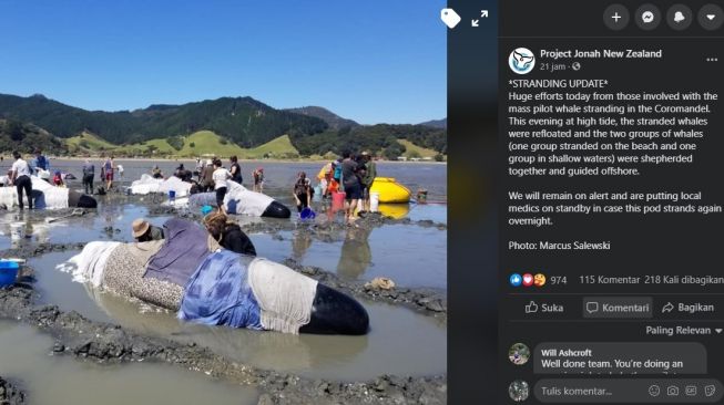 Belasan paus mati terdampar di Selandia Baru. [Facebook]