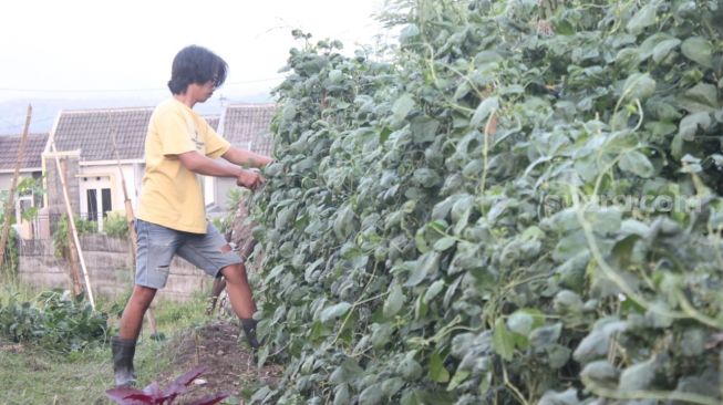 Bertani di Semak Belukar, Kelompok Pemuda ini Bagikan Sayur Gratis