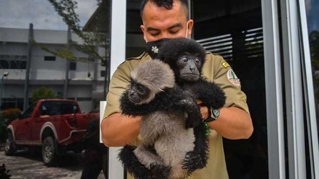 Imutnya Anak Siamang dan Ungko Berpelukan, Diamankan dari Pelaku Kriminal