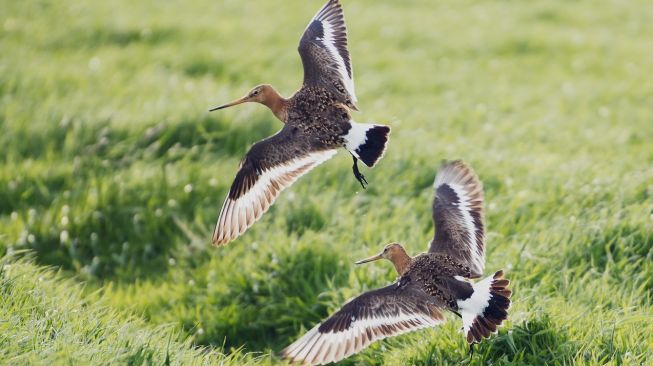 Godwit ekor belangn (Limosa lapponica). [Vincent van Zalinge/Unsplash]