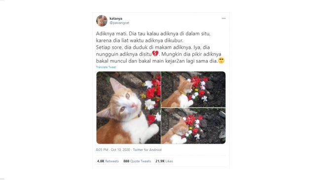 Postingan warganet kucing ini meratap di kuburan adiknya. [Twitter]