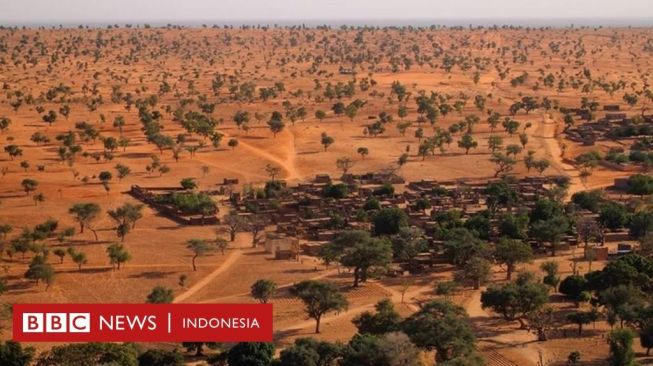 Temuan Menakjubkan Ratusan Juta Pohon di Gurun Pasir Sahara, Apa Artinya?