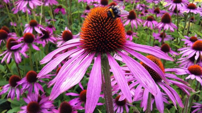 Manfaat Mengonsumsi Echinacea, Bisa Tingkatkan Sistem Kekebalan!