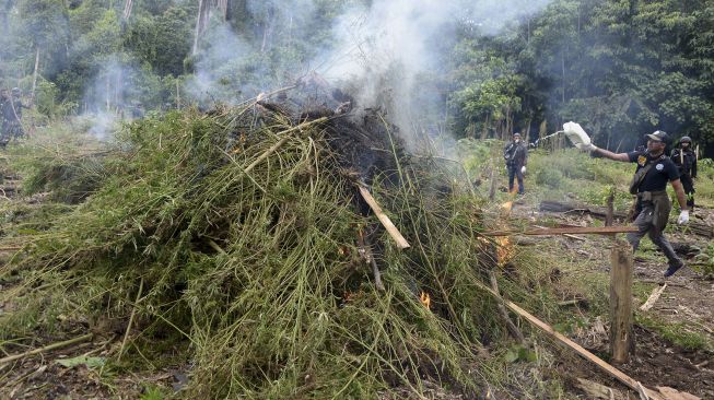 Pemusnahan Ladang Ganja Siap Panen di Aceh Besar