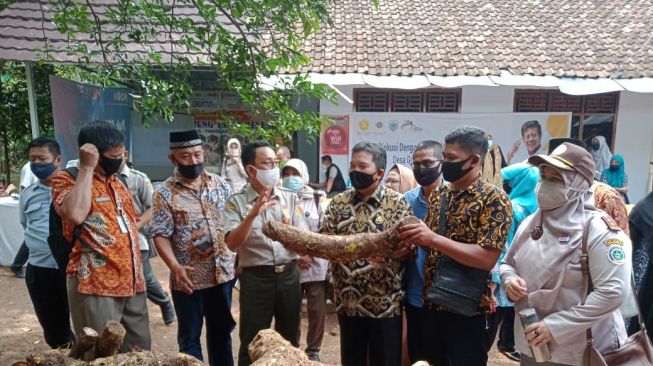 Jadi Pendorong Ekspor, Kementan Terus Kembangkan Talas Beneng