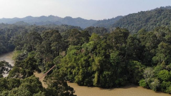 Ilustrasi hutan adat. Foto menunjukkan hutan adat Desa Guguk yang dijaga dan dikelola masyarakat secara baik. FOTO ANTARA/HO/Warsi
