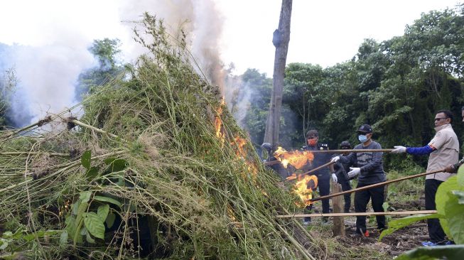 Kepala Badan Narkotika Nasional Provinsi Aceh, Heru Pranoto (kedua kanan) bersama TNI dan Polri memusnahkan tanaman ganja dengan cara dibakar saat operasi narkotika di perbukitan Gunung Seulawah, Kecamatan Seulimum, Kabupaten Aceh Besar, Aceh, Kamis (22/10/2020). [ANTARA FOTO/Ampelsa]