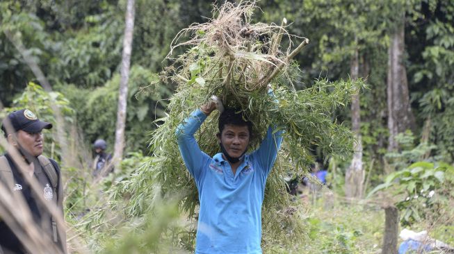 Petugas Badan Narkotika Nasional Provinsi Aceh memikul tanaman ganja sebelum dimusnahkan dengan cara dibakar saat operasi narkotika di perbukitan Gunung Seulawah, Kecamatan Seulimum, Kabupaten Aceh Besar, Aceh, Kamis (22/10/2020). [ANTARA FOTO/Ampelsa]