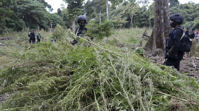 Petugas Badan Narkotika Nasional Provinsi Aceh bersama TNI dan Polri menumpukan tanaman ganja sebelum dimusnahkan dengan cara dibakar saat operasi narkotika di perbukitan Gunung Seulawah, Kecamatan Seulimum, Kabupaten Aceh Besar, Aceh, Kamis (22/10/2020). [ANTARA FOTO/Ampelsa]