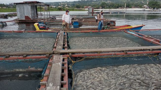 109 Ton Ikan Mati di Danau Toba, Diduga Akibat Cuaca Buruk