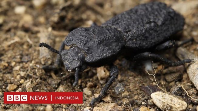 Misteri Serangga Keji Berbaju Besi Tahan Dilindas Mobil Terungkap