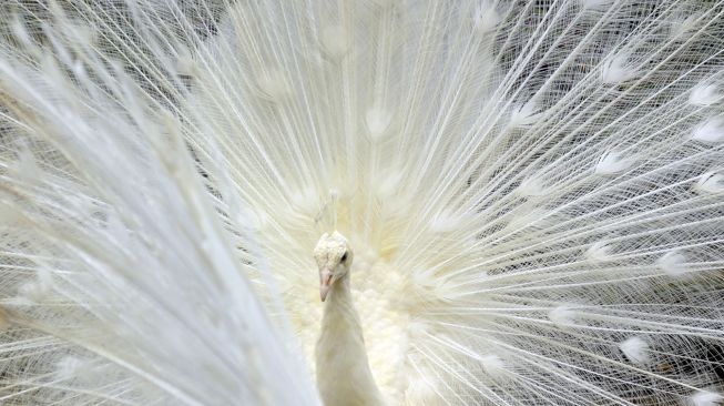 Seekor Merak putih (pavo cristatus) berada di kandang aviary, Taman Marga Satwa Budaya dan Kinantan (TMSBK) Bukittinggi, Sumatera Barat, Sabtu (24/10/2020). [ANTARA FOTO/Iggoy el Fitra]