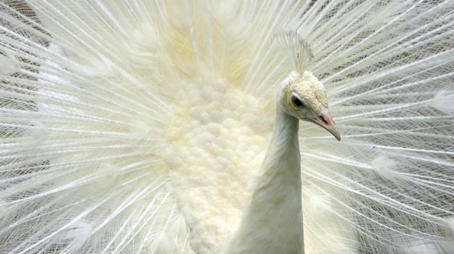 Seekor Merak putih (pavo cristatus) berada di kandang aviary, Taman Marga Satwa Budaya dan Kinantan (TMSBK) Bukittinggi, Sumatera Barat, Sabtu (24/10/2020). [ANTARA FOTO/Iggoy el Fitra]