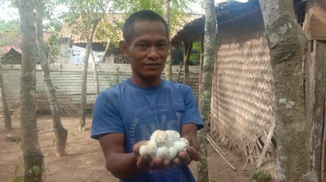 Juki, warga Desa Pondok Kelor, Kabupaten Tangerang, menunjukkan telur ular kobra yang ditemukan di tempat tidurnya, Jumat (23/10/2020). [Foto: BantenNews.co.id]