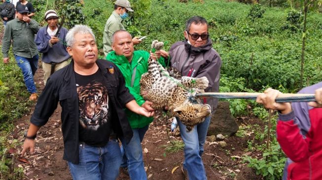 Dua Hari Dirawat, Macan Tutul yang Ditemukan di Kawah Putih Akhirnya Mati