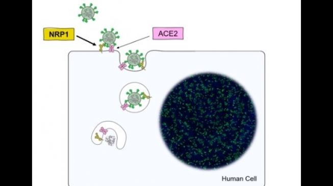 Virus corona memasuki sel manusia dengan menempel pada ACE2 dan NRP-1 (YouTube/UniversityofBristol)