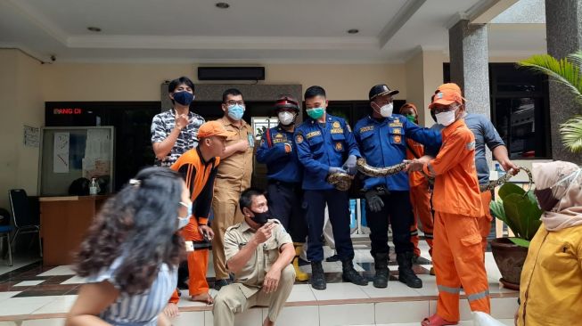 Ular Sanca 2 Meter Muncul di Ruang Sekel Gondangdia, Lurah Cek Rekaman CCTV