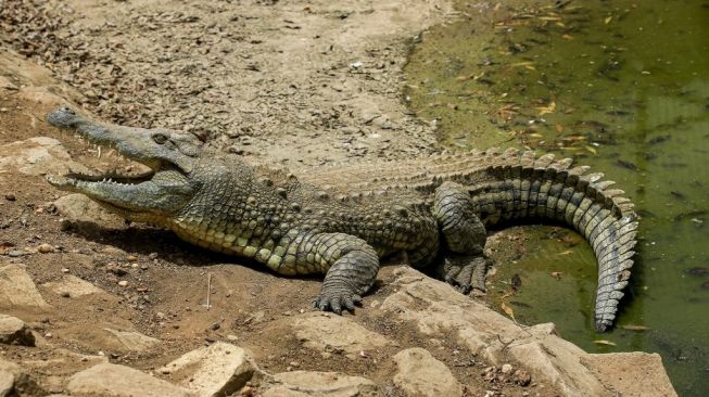 Buaya Purba Berusia Enam Juta Tahun, Berenang dari Afrika ke Spanyol