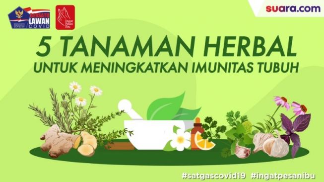 Videografis: 5 Tanaman Herbal untuk Meningkatkan Imunitas Tubuh