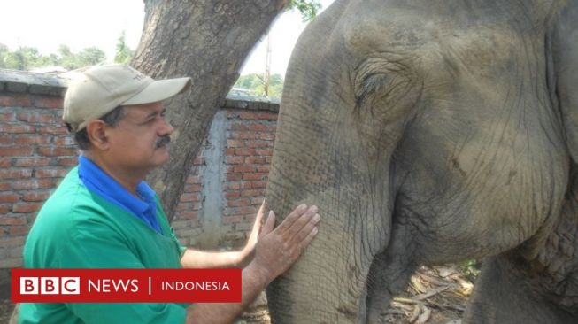 Kisah Dokter Selamatkan 10.000 Gajah India dan Indonesia, Paham Bahasanya