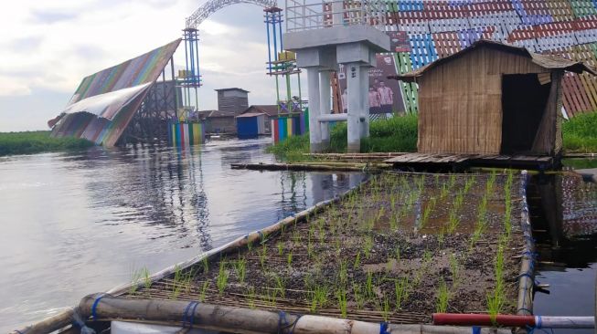 Jaga Ketahanan Pangan, Desa Muara Enggelam di Kukar Tanam Padi Apung