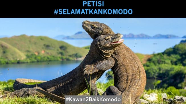 Viral Komodo Hadang Truk Proyek, Ini Petisi Selamatkan Pulau Komodo