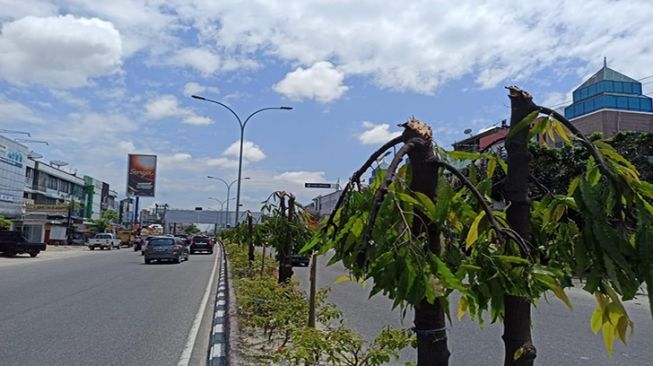 Warga Potong Pohon Gegara Tutupi Reklame, Pemkot Pekanbaru Merugi 113 Juta