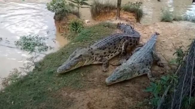 Dua Buaya Ditemukan Mati, Polisi Tutup Penangkaran di Muarojambi