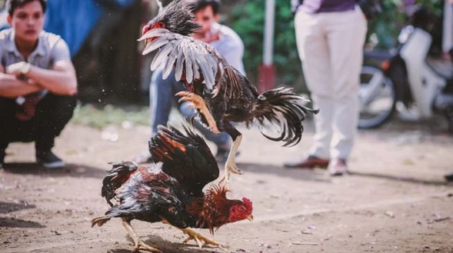 Arena Judi Sabung Ayam di Palembang Digerebek, Puluhan Pemain Tunggang Langgang Selamatkan Ayam