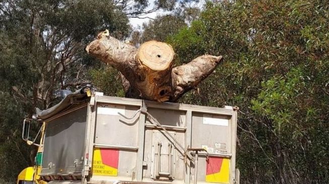 Pohon Keramat Suku Aborigin Ditebang Demi Proyek Jalan Raya. (BBC/Kedutaan Perlindungan Warisan Djab Wurrung)