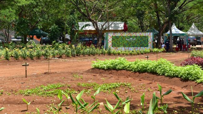 Sudiang Jadi Lokasi Agrowisata, Bisa Panen Buah dan Sayur