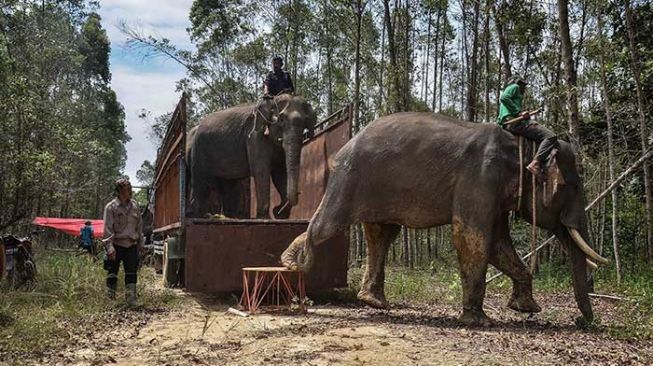 Upaya Tekan Konflik Manusia-Satwa, Gajah Sumatera Dipasang GPS Collar