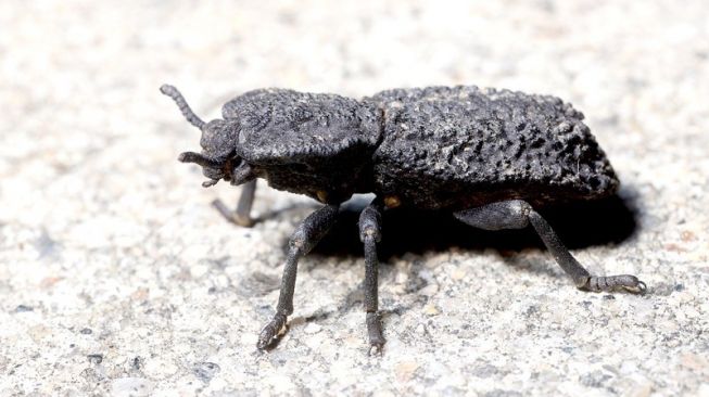 Kumbang Phloeodes diabolicus jadi inspirasi pembuatan mobil (Nature)